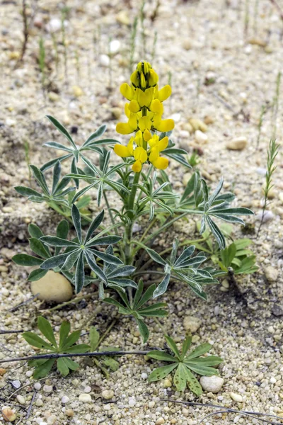 Lupinus luteus, comunalmente conocido como lupino amarillo anual. Una planta nativa de la región mediterránea del sur de Europa . —  Fotos de Stock