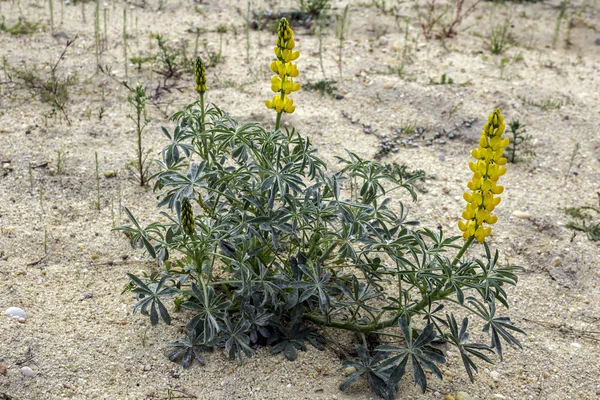 Lupinus luteus, comunly znany jako roczne łubin żółty. Macierzystego zakładu w regionie śródziemnomorskim Europy Południowej. — Zdjęcie stockowe