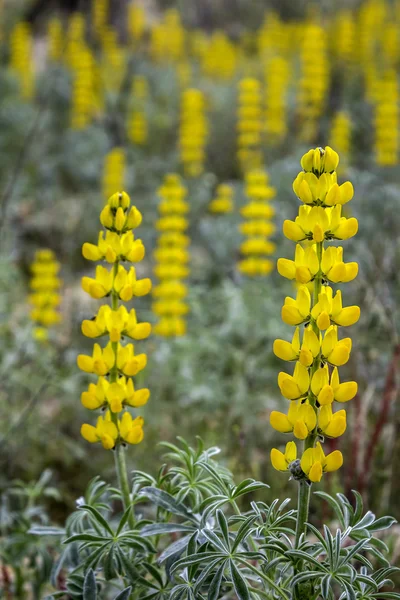 Lupinus luteus, comunalmente conocido como lupino amarillo anual. Una planta nativa de la región mediterránea del sur de Europa . —  Fotos de Stock