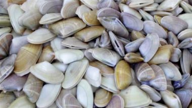 Donax trunculus, tuzlu su midye, yenilebilir bir tür aile Donacidae kabuklu bir türdür. Batı Avrupa Akdeniz ve Atlantik kıyıları yerli