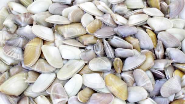 Donax trunculus, an edible species of saltwater clam, is a bivalve species in the family Donacidae. It is native to the Mediterranean and Atlantic coasts of western Europe — Stock Video
