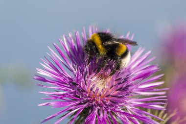 Komünist arı, polizating bir Carpobrotus mantarı, etli bitki, sürünen, Güney Afrika'da Cape bölgesine yerli