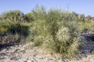 Retama monosperma, Gelin peçe süpürge olan bir çiçekli çalı sp