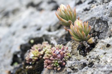 Bahçedeki sediforme, çiçekli bitkiler Crassulaceae, ailesindeki bir cins masrafsız bahçe bitkileri ekili