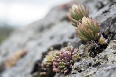 Bahçedeki sediforme, çiçekli bitkiler Crassulaceae, ailesindeki bir cins masrafsız bahçe bitkileri ekili