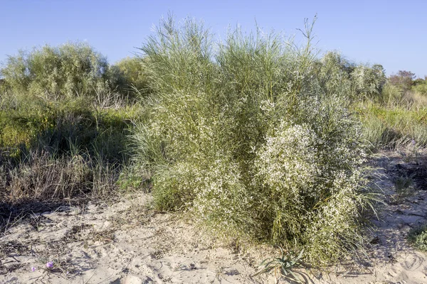 Retama monosperma, the bridal veil broom, is a flowering bush sp — Stock Photo, Image