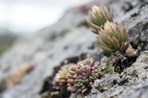 Sedum sediforme, un genere di piante da fiore della famiglia delle Crassulaceae, coltivate come piante da giardino a bassa manutenzione — Foto Stock