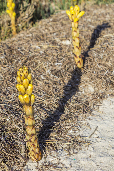 Cistanche phelypaea autoctone plant species in Algarve Ria Formosa
