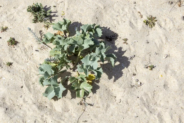 Eryngium maritimum, the sea holly or seaside eryngo, a species of Eryngium in the family Apiaceae. — Stock Photo, Image