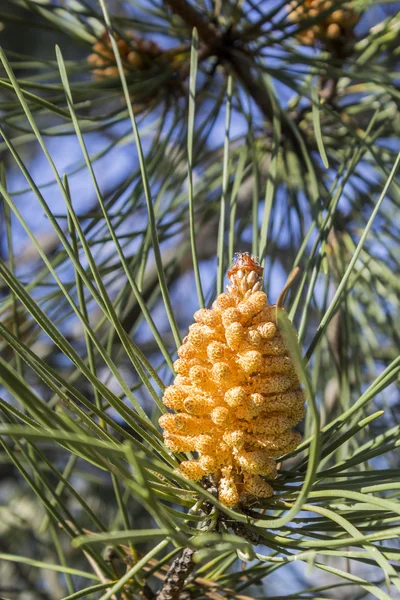 Stone pine (Pinus pinea) young cone detail, the tree also called Italian stone pine, umbrella pine and parasol pine — Stock Photo, Image