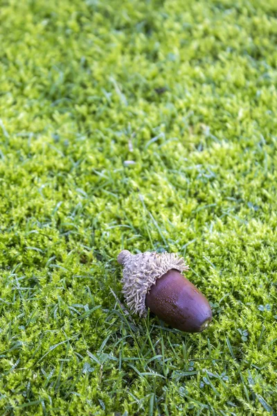 Eikels op een MOS gazon achtergrond. De acorn, of eiken moer, is het nut van de eiken en hun naaste verwanten (in dit geval Quercus suber soorten — Stockfoto