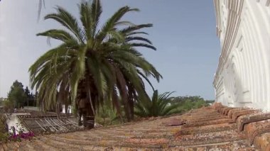 Phoenix canariensis palm ağacı Temizleme ve tedavisi, Rinchoforus ferrugineus, kırmızı palmiye weevil, haşere kontrolü Akdeniz ülkelerinde bir parçası olarak. Algarve.