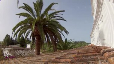 Phoenix canariensis palm ağacı Temizleme ve tedavisi, Rinchoforus ferrugineus, kırmızı palmiye weevil, haşere kontrolü Akdeniz ülkelerinde bir parçası olarak. Algarve.