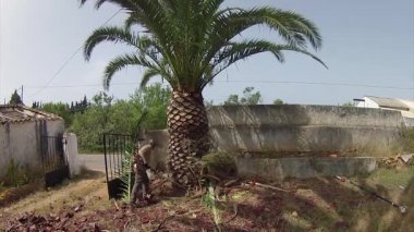 Phoenix canariensis palm ağacı Temizleme ve tedavisi, Rinchoforus ferrugineus, kırmızı palmiye weevil, haşere kontrolü Akdeniz ülkelerinde bir parçası olarak. Algarve.