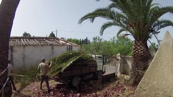 Phoenix canariensis palm tree reiniging en behandeling, als onderdeel van Rinchoforus ferrugineus, red palm weevil, bestrijding van plagen in mediterrane landen. Algarve. — Stockvideo
