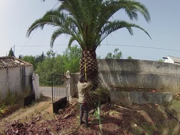 Kanári datolyapálma palm tree tisztítására és megmunkálására, részeként-ból Rinchoforus ferrugineus, piros tenyér Ormányosbogár-szerűek, kártevők elleni védekezés, a mediterrán országokban. Algarve. — Stock videók