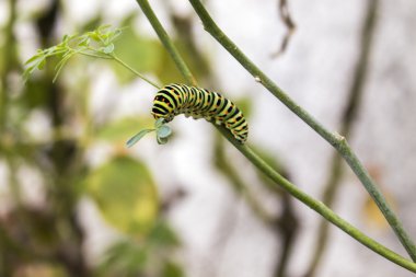 Papilio machaon butterfly caterpillar eating Ruta chalepensis plant.its the first transformation stage of The Old World Swallowtail clipart
