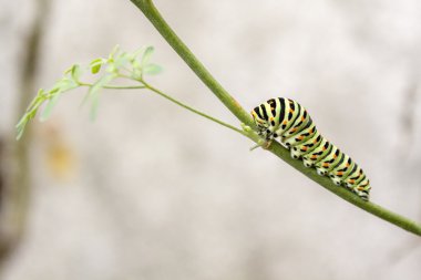 Papilio machaon butterfly caterpillar eating Ruta chalepensis plant.its the first transformation stage of The Old World Swallowtail clipart