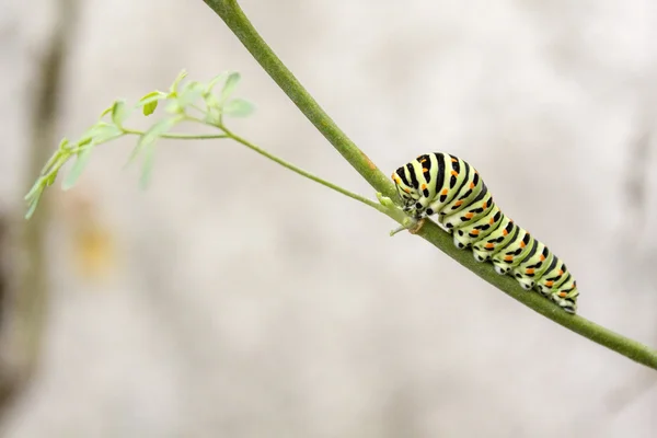 Papilio machaon butterfly caterpillar eating Ruta chalepensis plant.its the first transformation stage of The Old World Swallowtail