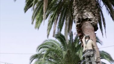Phoenix canariensis palm ağacı Temizleme ve tedavisi, Rinchoforus ferrugineus, kırmızı palmiye weevil, haşere kontrolü Akdeniz ülkelerinde bir parçası olarak.