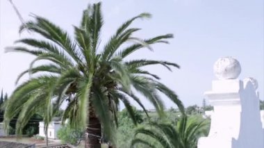 Phoenix canariensis palm ağacı Temizleme ve tedavisi, Rinchoforus ferrugineus, kırmızı palmiye weevil, haşere kontrolü Akdeniz ülkelerinde bir parçası olarak.
