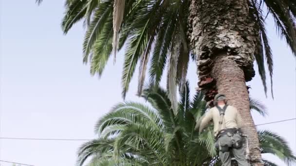 Phoenix canariensis limpieza y tratamiento de palmeras, como parte de Rinchoforus ferrugineus, gorgojo de palma roja, control de plagas en países mediterráneos . — Vídeos de Stock