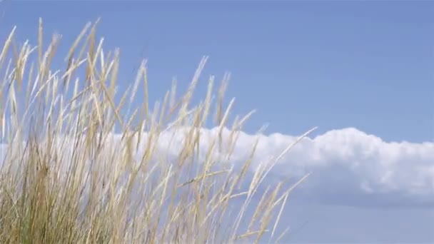 Vítr fouká Ammophila arenaria, druh trávy známé běžné názvy evropských marram trávy a Evropské beachgrass — Stock video