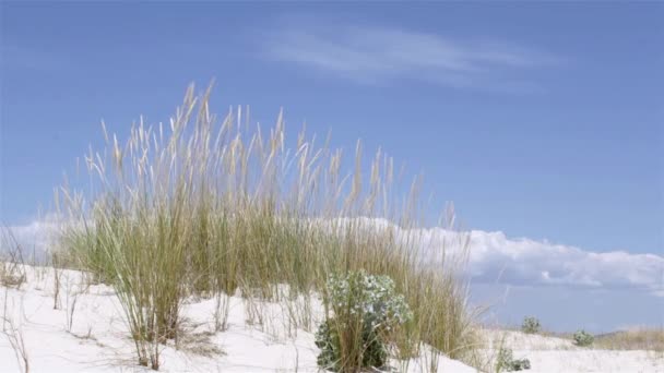 Wind bläst Mammophila arenaria, eine Grasart, die unter den gebräuchlichen Namen Europäisches Marramgras und Europäisches Strandgras bekannt ist — Stockvideo