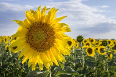 Ayçiçeği, türler, Helianthus annuus, kırpma manzara, Andalusia