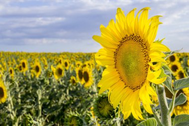 Ayçiçeği, türler, Helianthus annuus, kırpma manzara, Andalusia