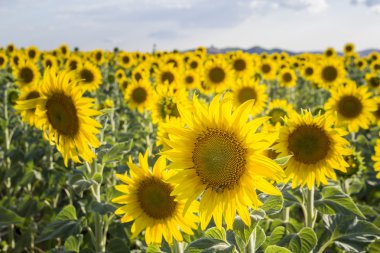 Ayçiçeği, türler, Helianthus annuus, kırpma manzara, Andalusia