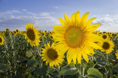 Ayçiçeği, türler, Helianthus annuus, kırpma manzara, Andalusia