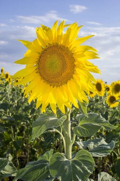 Sunflower, Species, Helianthus annuus, crop landscape, Andalusia — Stock Photo, Image