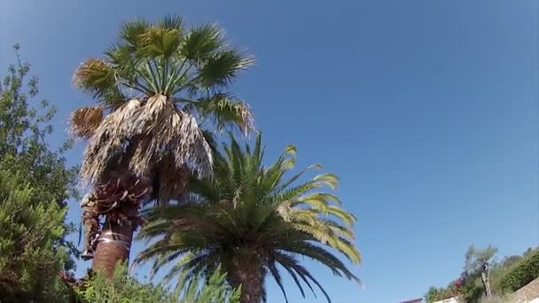 Washingtonia robusta pulizia e trattamento delle palme, come parte di Rinchoforus ferrugineus, palma rossa weevil, controllo dei parassiti nei paesi mediterranei. Algarve — Video Stock