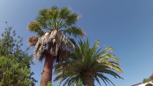 Washingtonia robusta palm tree rengöring och behandling, som en del av Rinchoforus ferrugineus, red palm weevil, bekämpning av skadedjur i Medelhavsländerna. Algarve — Stockvideo