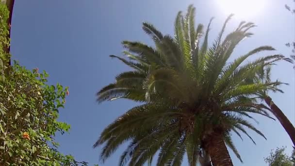 Phoenix canariensis palm, stromem čištění a ošetřování, jako součást Rinchoforus ferrugineus, red palm weevil, hubení škůdců v zemích Středomoří. Algarve, — Stock video