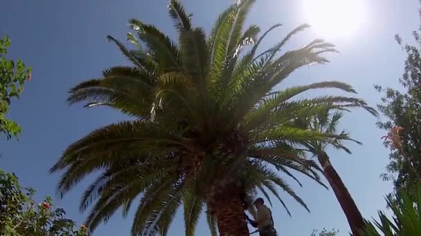 Phoenix canariensis palm tree cleaning and treatment, as part of Rinchoforus ferrugineus, red palm weevil, pest control in mediterranean countries. Algarve, — Stock Video