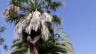 Washingtonia robusta palmiye ağacı Temizleme ve tedavisi, Rinchoforus ferrugineus, kırmızı palmiye weevil, haşere kontrolü Akdeniz ülkelerinde bir parçası olarak. Algarve