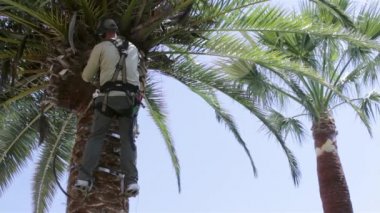 Phoenix canariensis palm ağacı Temizleme ve tedavisi, Rinchoforus ferrugineus, kırmızı palmiye weevil, haşere kontrolü Akdeniz ülkelerinde bir parçası olarak. Algarve,