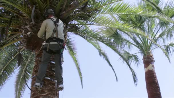 Phoenix canariensis palm tree cleaning and treatment, as part of Rinchoforus ferrugineus, red palm weevil, pest control in mediterranean countries. Algarve, — Stock Video