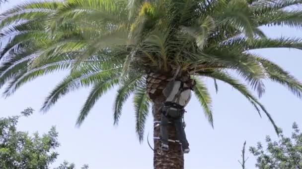 Kanári datolyapálma palm tree tisztítására és megmunkálására, részeként-ból Rinchoforus ferrugineus, piros tenyér Ormányosbogár-szerűek, kártevők elleni védekezés, a mediterrán országokban. Algarve, — Stock videók