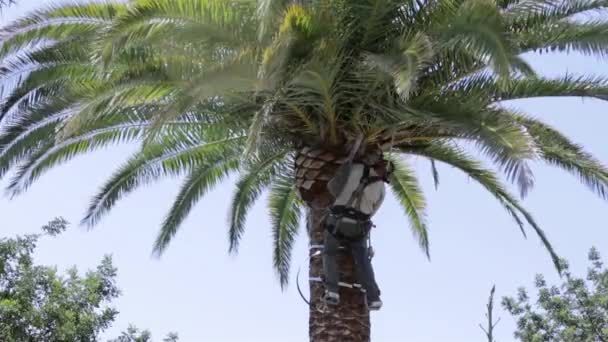 Kanári datolyapálma palm tree tisztítására és megmunkálására, részeként-ból Rinchoforus ferrugineus, piros tenyér Ormányosbogár-szerűek, kártevők elleni védekezés, a mediterrán országokban. Algarve,