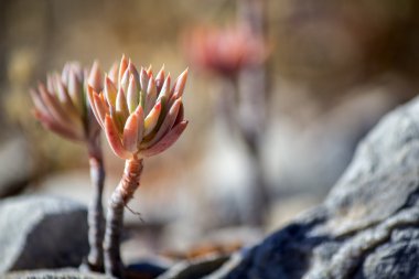 Bahçedeki sediforme içinde belgili tanımlık vahşi, çiçekli bitkiler Crassulaceae, ailesindeki bir cins masrafsız bahçe bitkileri ekili