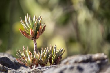 Bahçedeki sediforme içinde belgili tanımlık vahşi, çiçekli bitkiler Crassulaceae, ailesindeki bir cins masrafsız bahçe bitkileri ekili