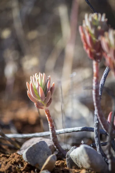 Sedum sediforme in natura, un genere di piante da fiore della famiglia delle Crassulaceae, coltivate come piante da giardino a bassa manutenzione — Foto Stock