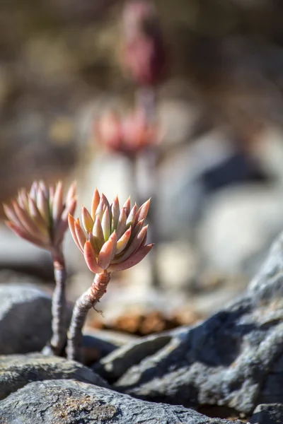 Sedum sediforme in the wild, a genus of flowering plants in the family Crassulaceae, cultivated as low maintenance garden plants — Stock Photo, Image