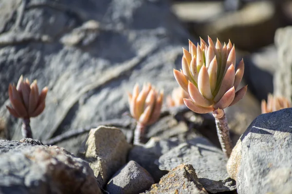 Sedum sediforme i naturen, ett släkte med blommande växter i familjen fetbladsväxter, odlas som trädgårdsväxter lågt underhåll — Stockfoto