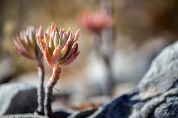 Sedum sediforme in the wild, a genus of flowering plants in the family Crassulaceae, cultivated as low maintenance garden plants — Stock Photo, Image