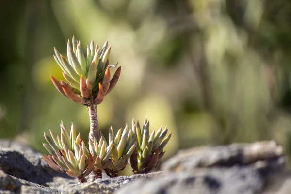 Sedum sediforme in freier Wildbahn, eine Pflanzengattung aus der Familie der Crassulaceae, die als pflegeleichte Gartenpflanzen kultiviert wird — Stockfoto