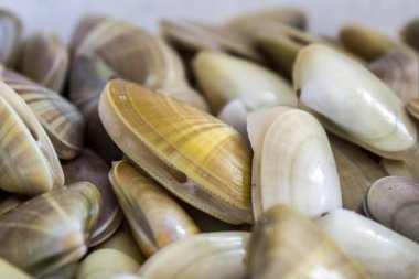 donax trunculus, tuzlu su midye, bir toxinler yenilebilir bir tür 
